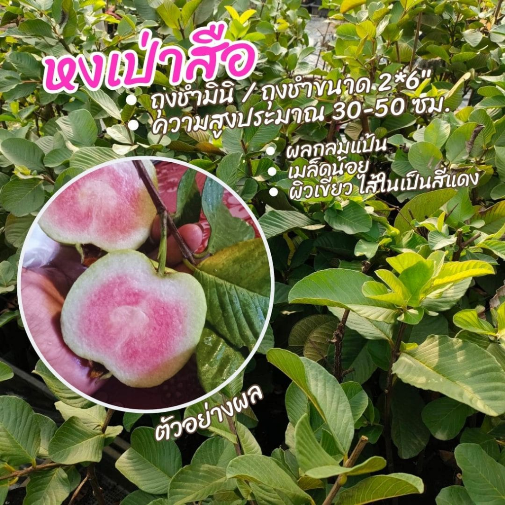 ตุ้มตอนฝรั่งไส้แดง "หงส์เป่าสือ" พร้อมปลูกเหมาะสำหรับมือใหม่หัดปลูก สูงประมาณ 30-50 ซม.