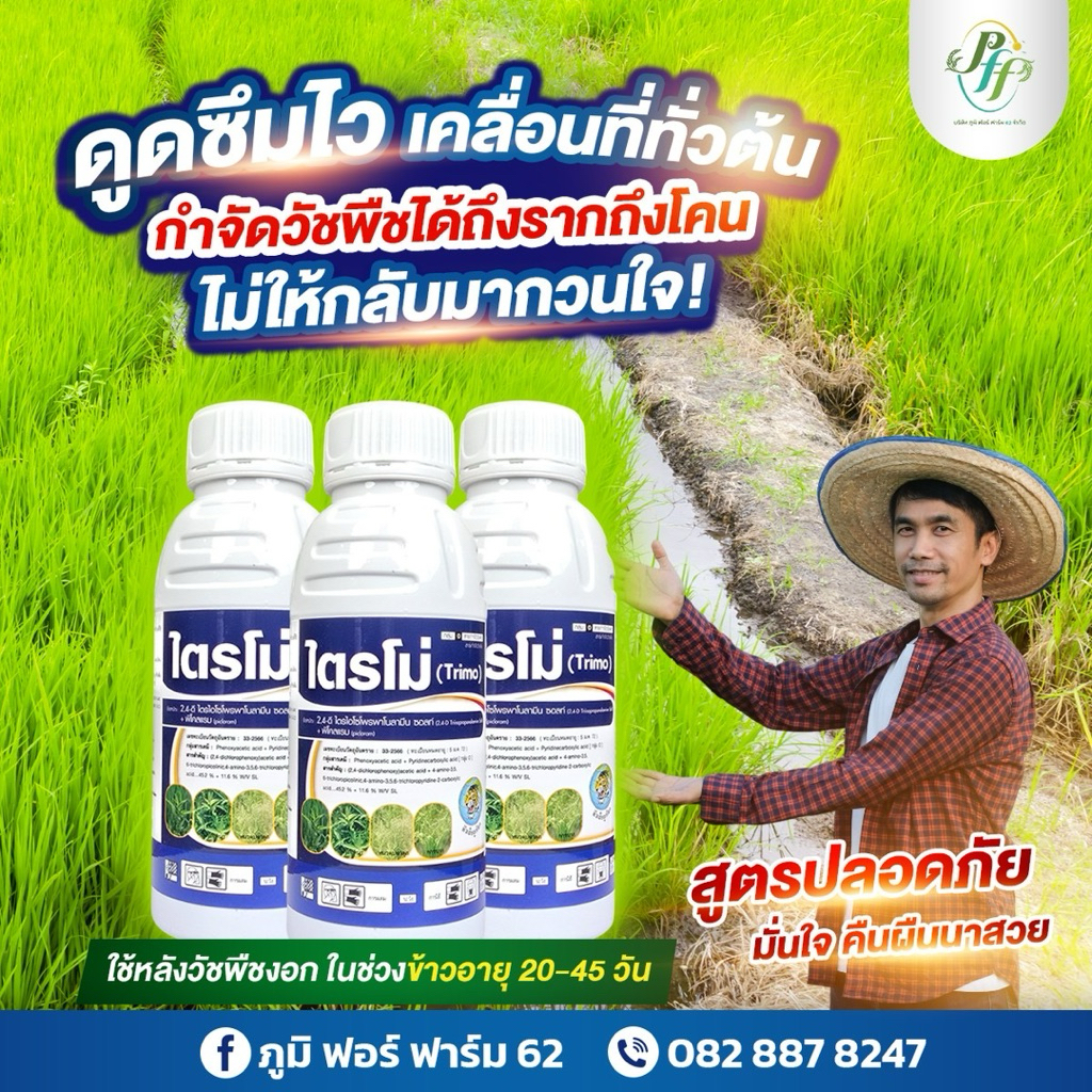 ไตรโม่ 2,4D+พิคลอแรม ขนาด 500 ซีซี หัวเสือ กำจัด หญ้าใบกว้าง แห้วหมู กก ในข้าว อ้อย ข้าวโพด - รูปที่ 4