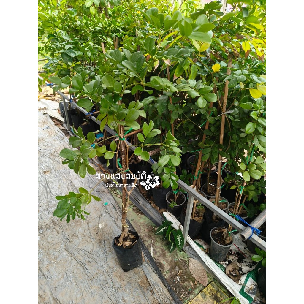 ต้นแก้วเจ้าจอม 10 ใบ หรือแก้วเจ้าจอม 4+6 ใบ ต้นกิ่งตอน สูง 1 เมตร
