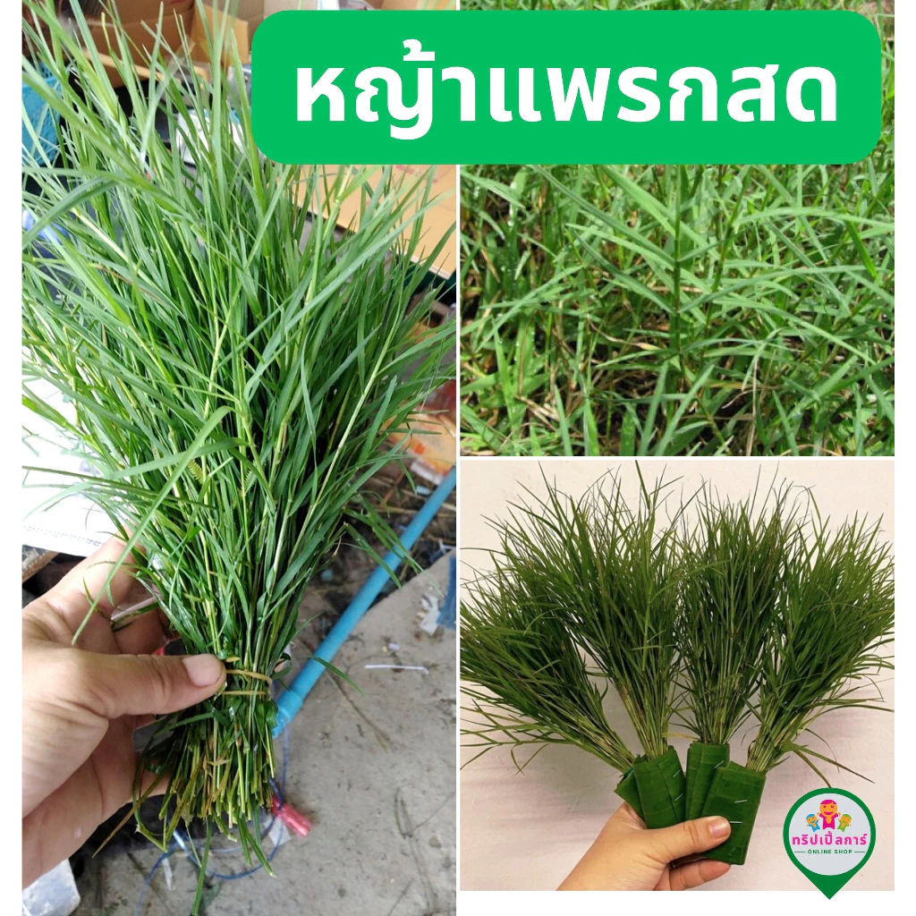หญ้าแพรกสด ตัดตามออเดอร์ก่อนส่ง ถวายพระพิฆเนศ ชุด 3 กำ (1 รูปที่ 3