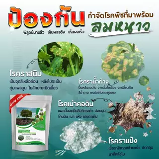 ไตรโคเดอร์มา ซุปเปอร์ไตรโค ไตรโคเดอร์มาผง (500 กรัม) ชีวภัณฑ์ ป้องกันและกำจัดเชื้อราโรคพืช รากเน่า โคนเน่า ปลอดภัย100%