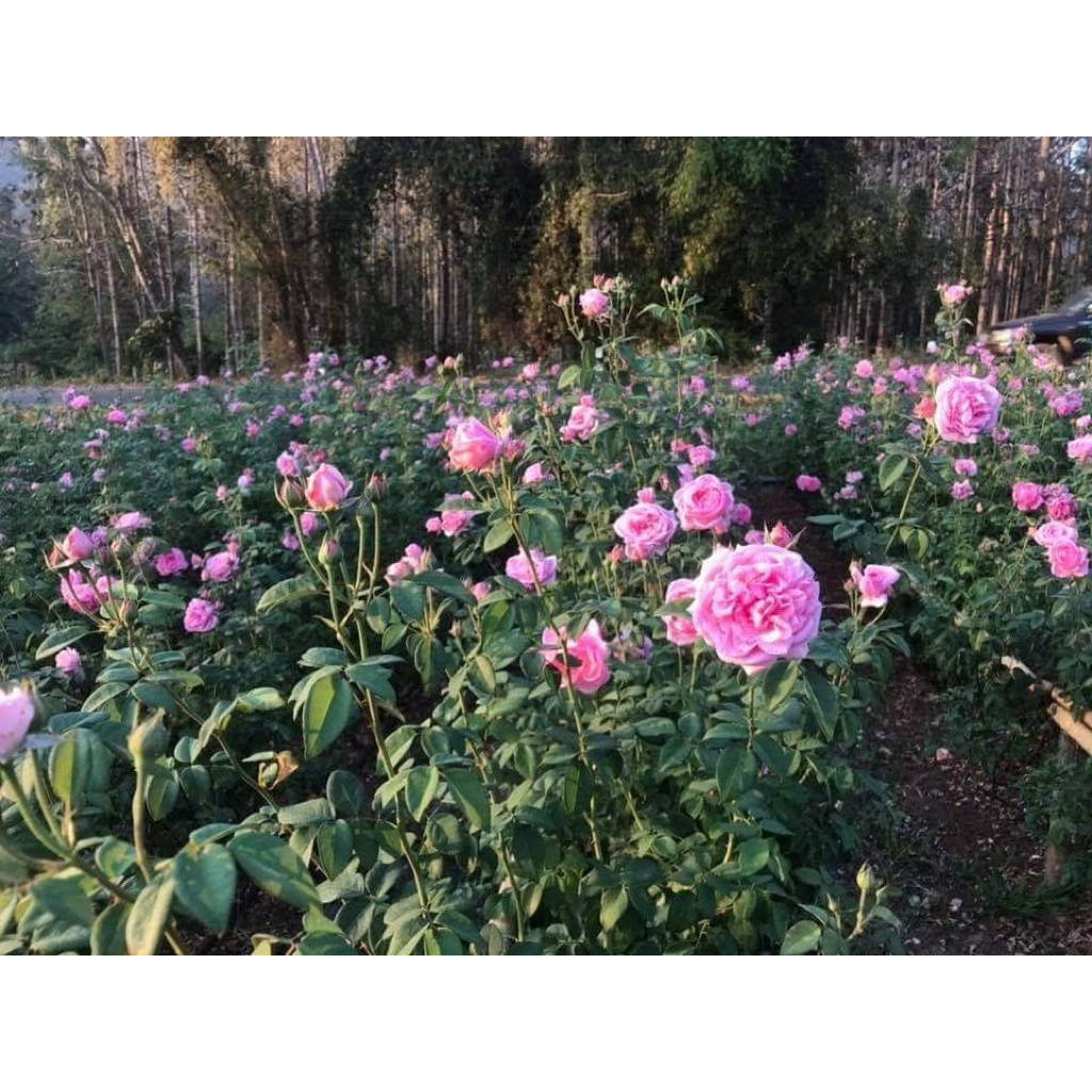 Bishop’s Castle กระถาง 12 นิ้ว ❌ต้นไม้กรุณาสั่ง 1 ต้นต่อ 1 บิลคะ