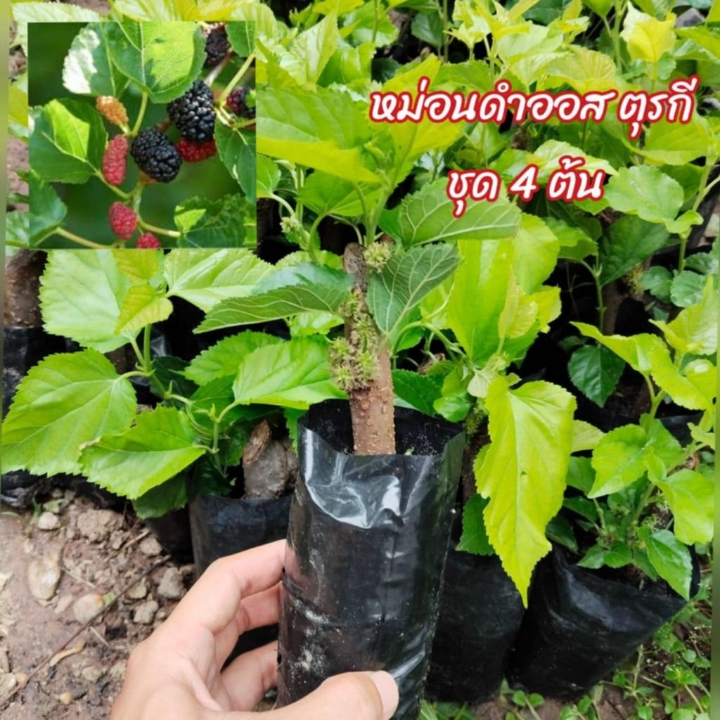 ชุด4ต้น หม่อนดำออส  ตุรกี ติดผลไว ต้นสวยพร้อมส่ง