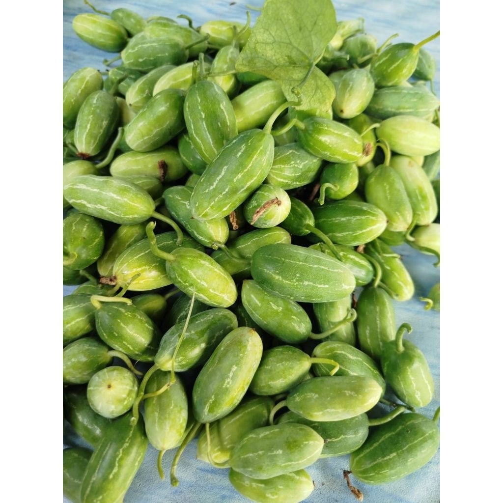 ลูกตำลึงสด แพคละ 500กรัม  เก็บใหม่ทุกออเดอร์ ส่งตรงจากสวนผักปลอดสารค่ะ