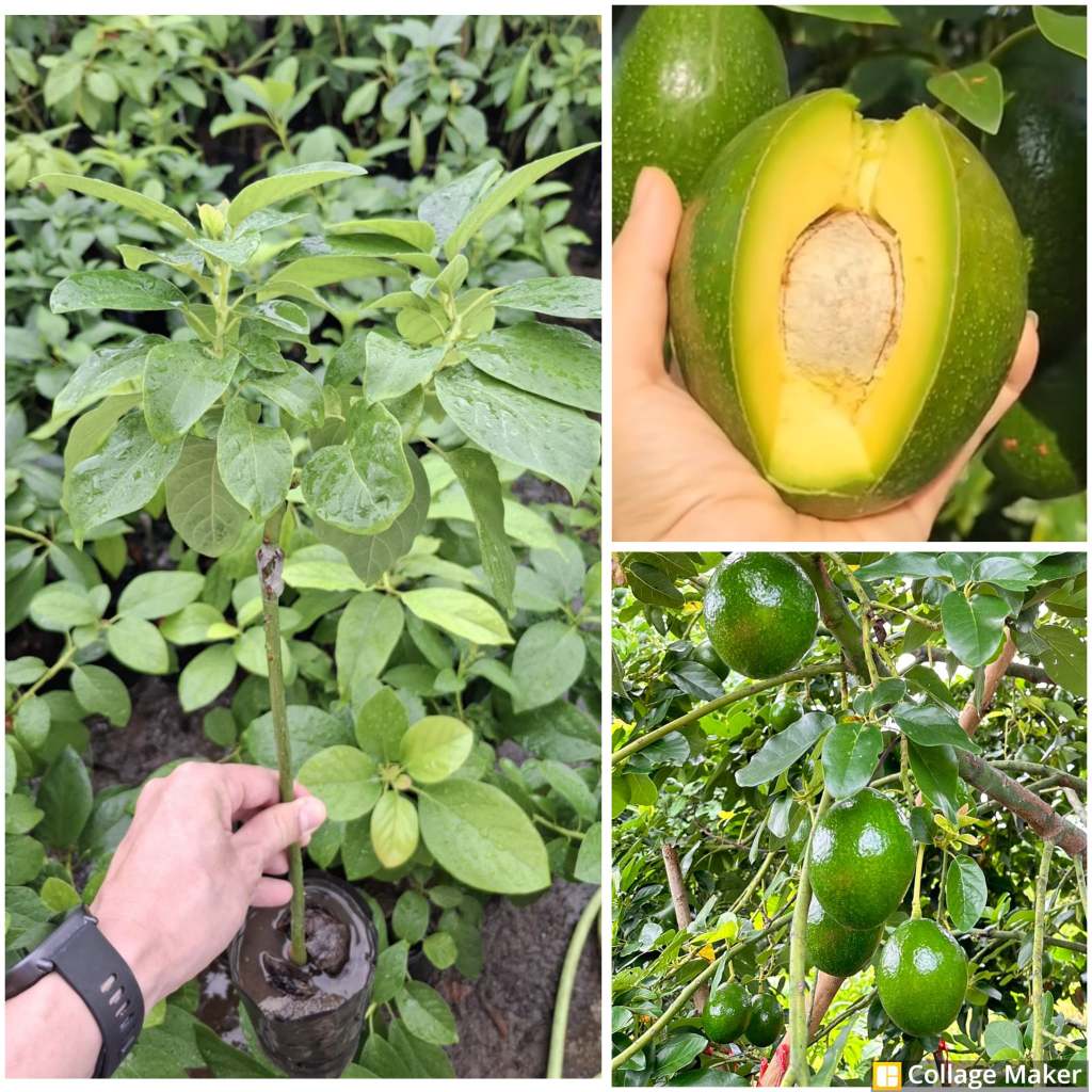 ต้นอโวคาโด้เสียบยอด สายพันธุ์ บรูนี่ (ฺBruni Avocado Grafted)