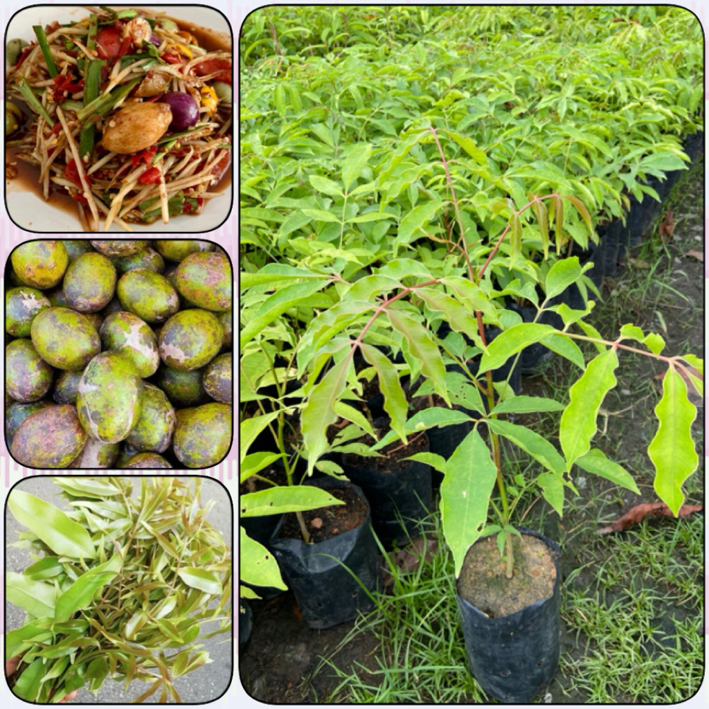 ต้นมะกอกป่า มะกอกไทย ผักรสเริศ ใส่ส้มตำยอดอ่อนทานได้ (สูง 40-60cm) รากแน่น พร้อมปลูก