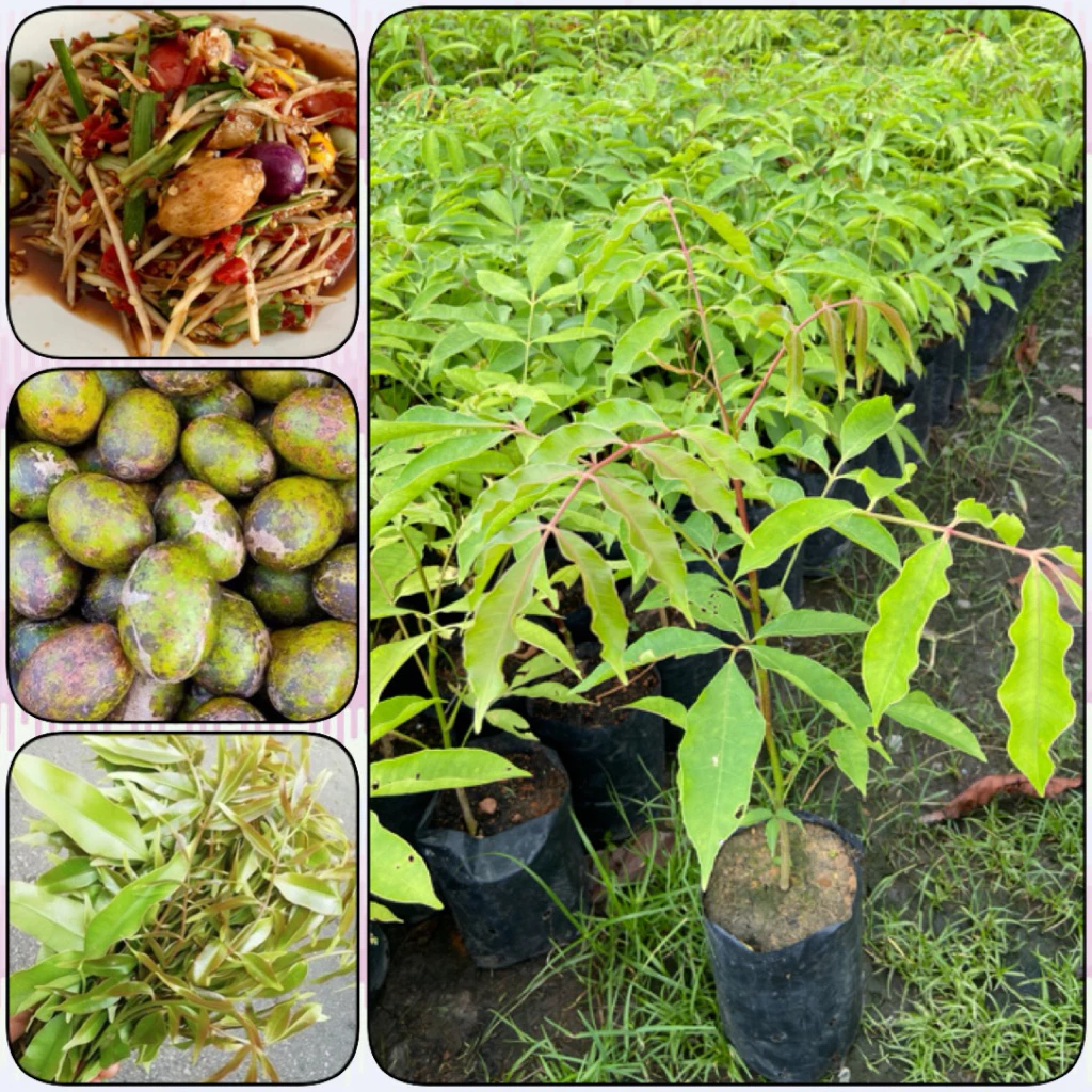 ต้นมะกอกป่า มะกอกไทย ผักรสเริศ ใส่ส้มตำยอดอ่อนทานได้ (สูง 30-50cm) รากแน่น พร้อมปลูก