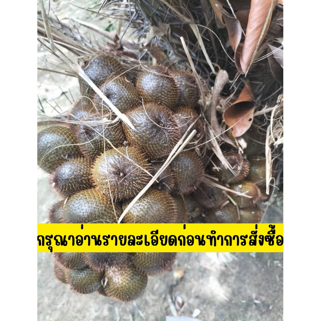 สละอินโดสดจากสวน ตัดใหม่จากต้นทุกคำสั่งซื้อ((คละพันธุ์))
