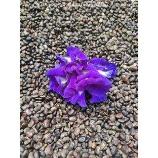 เมล็ดดอกอัญชันเทพพระรัตน์63กลีบซ้อน Butterfly pea flowers, Butterfly pea seedlings 蝴蝶豌豆花、蝴蝶豌豆苗