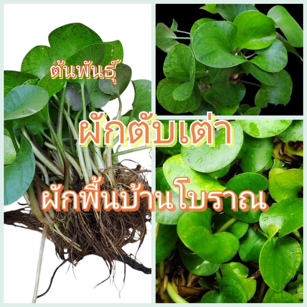 ผักตับเต่า หรือ ผักย่องแปะ พืชน้ำ ผักโบราณหายาก  🥳แถมทุกออเดอร์🎉