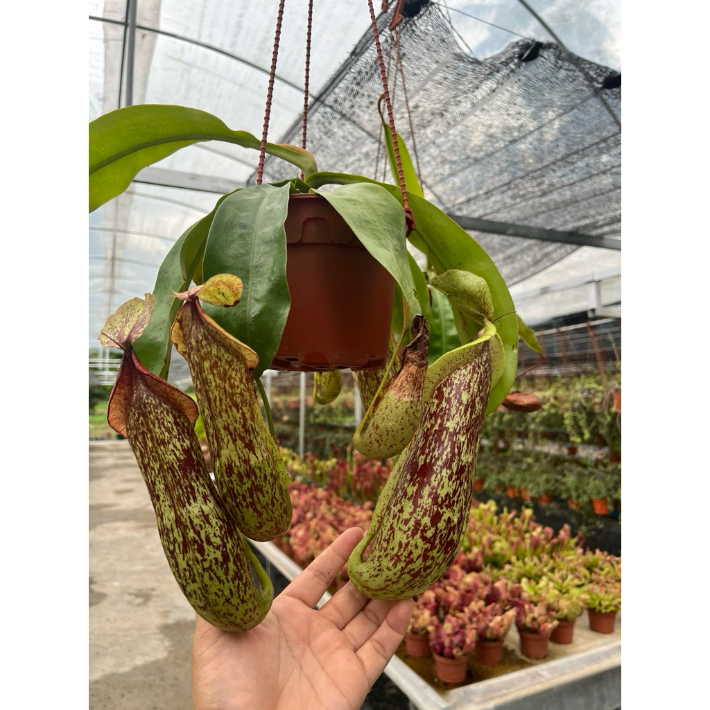 Nepenthes Dyeriana กถ6"(ต้นขนาดกลางมีหม้อ) สายพันธุ์หม้อใหญ่เร้าใจแน่นอน