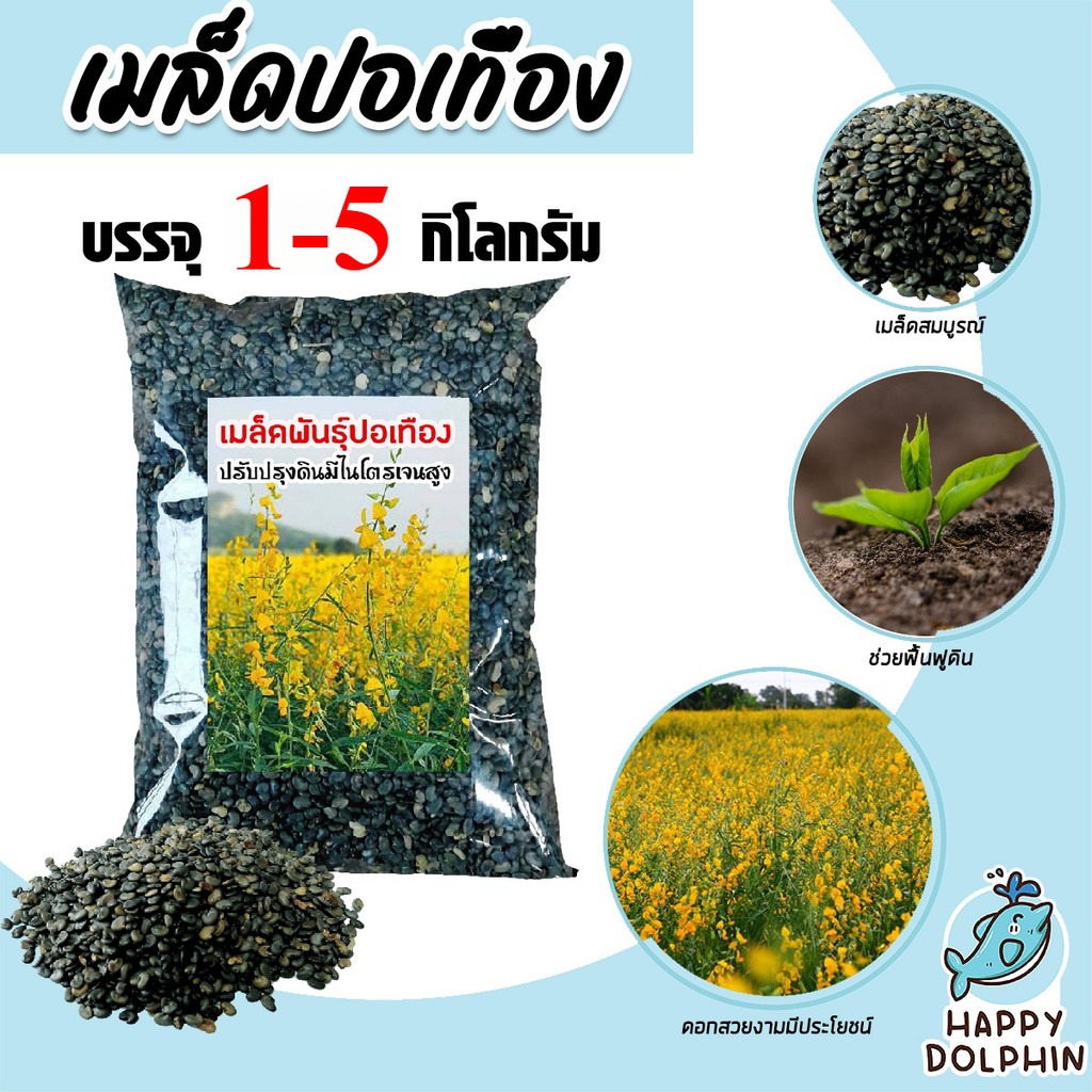 เมล็ดพันธุ์ปอเทือง มีให้เลือกปริมาณ 1-5 กิโลกรัม ดอกปอเทือง ดอกเหลือง เมล็ดพันธุ์คุณภาพดี พืชบำรุงดิน ให้ปุ๋ยอินทรีย์