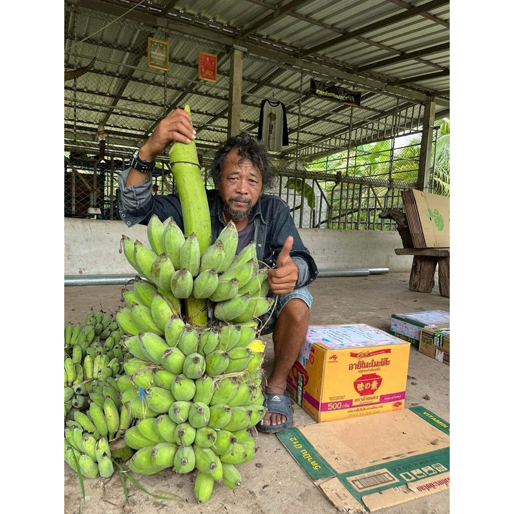 กล้วยน้ำว้ายักษ์ ราชินี