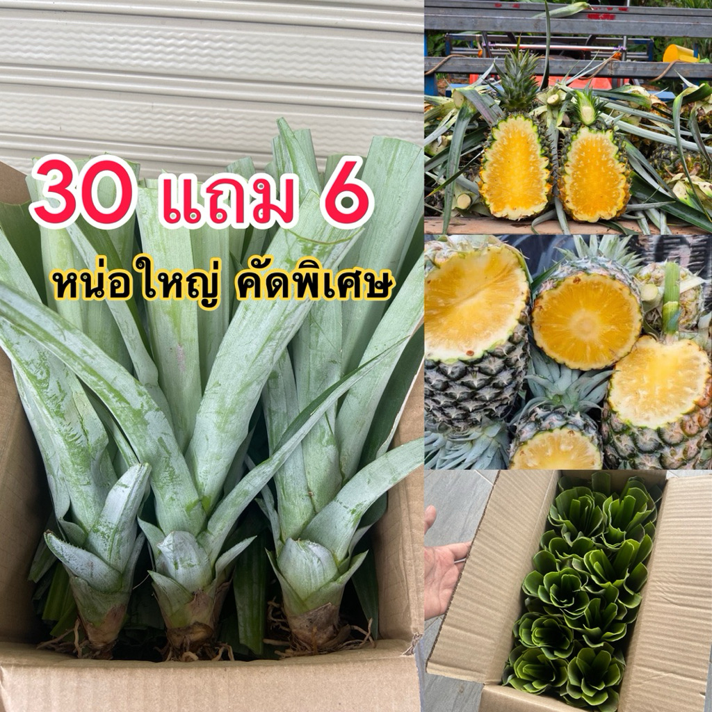 30แถม6 หน่อสับปะรดปัตตาเวีย คัดใหญ่พิเศษ