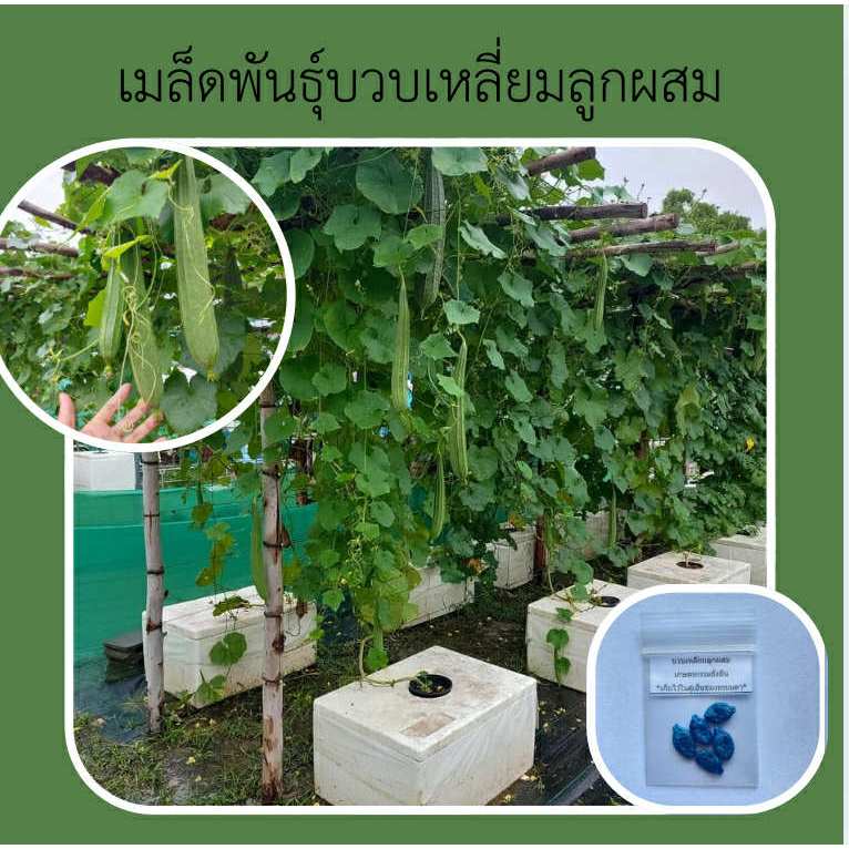 เมล็ดพันธุ์บวบเหลี่ยมลูกผสม 5 เมล็ด ปลูกง่าย ติดผลต่อเนื่อง ทนโรคและแมลงได้ดี-เกษตรกรรมยั่งยืน