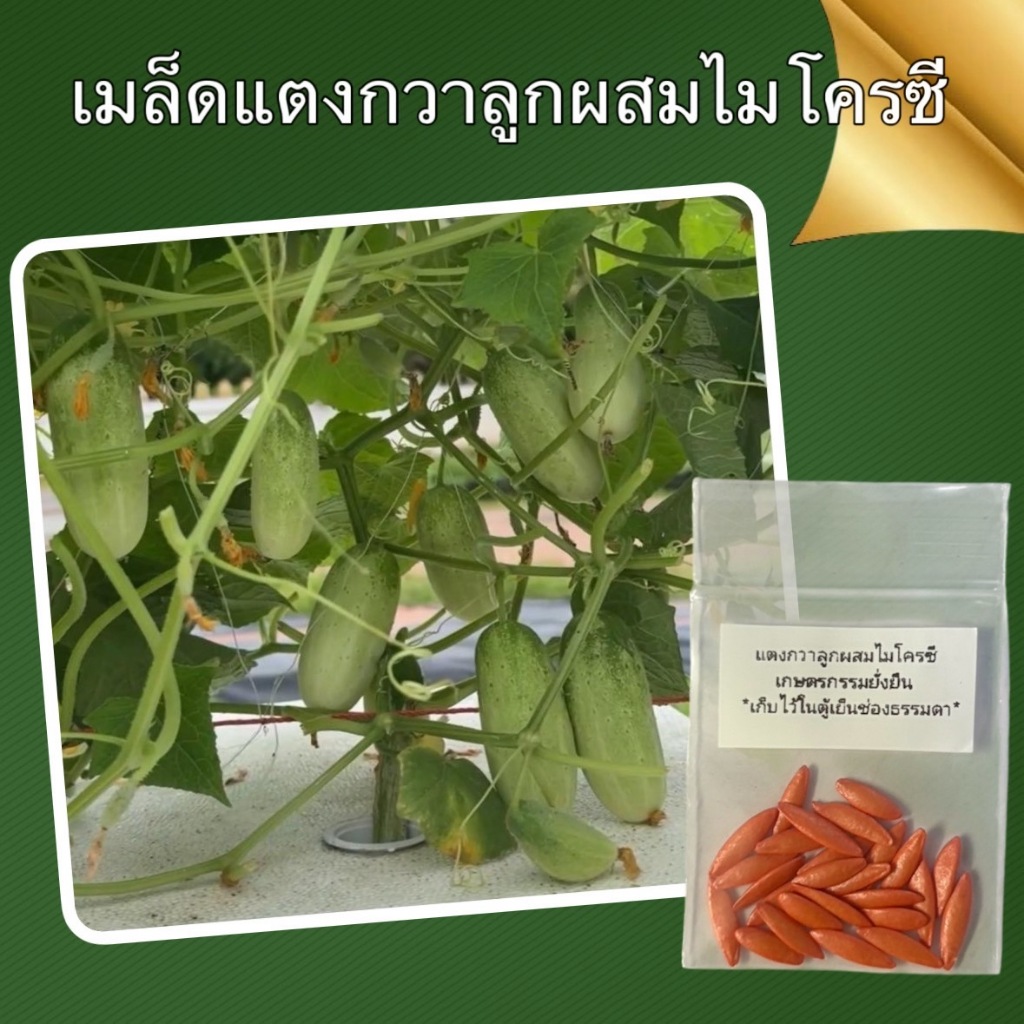 เมล็ดพันธุ์แตงกวาลูกผสม ไมโครซี ติดผลดก ผลผลิตสูง ต้านทานโรค ปลูกได้ทุกฤดู - เกษตรกรรมยั่งยืน