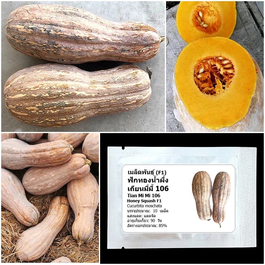 เมล็ดพันธุ์ ฟักทองน้ำผึ้ง เถียนมี่มี้ 106 Tian Mi Mi Honey Squash F1 Seed 10 เมล็ด คุณภาพดี ของแท้ 100%