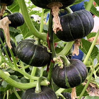 เมล็ดพันธุ์ ฟักทองญี่ปุ่น ชิโระคุโระ Shiro Kuro Kabocha Squash F1 Seed 5 เมล็ด คุณภาพดี ของแท้ 100%