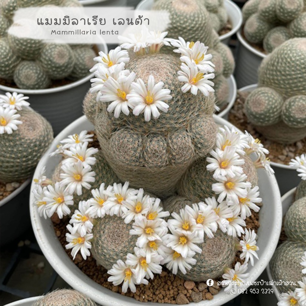 แลนต้า ราชินีแมม 🌷Mammillaria lenta🌷 ดอกสวยลูกคุณหนูมาก  แคคตัส กระบองเพชร