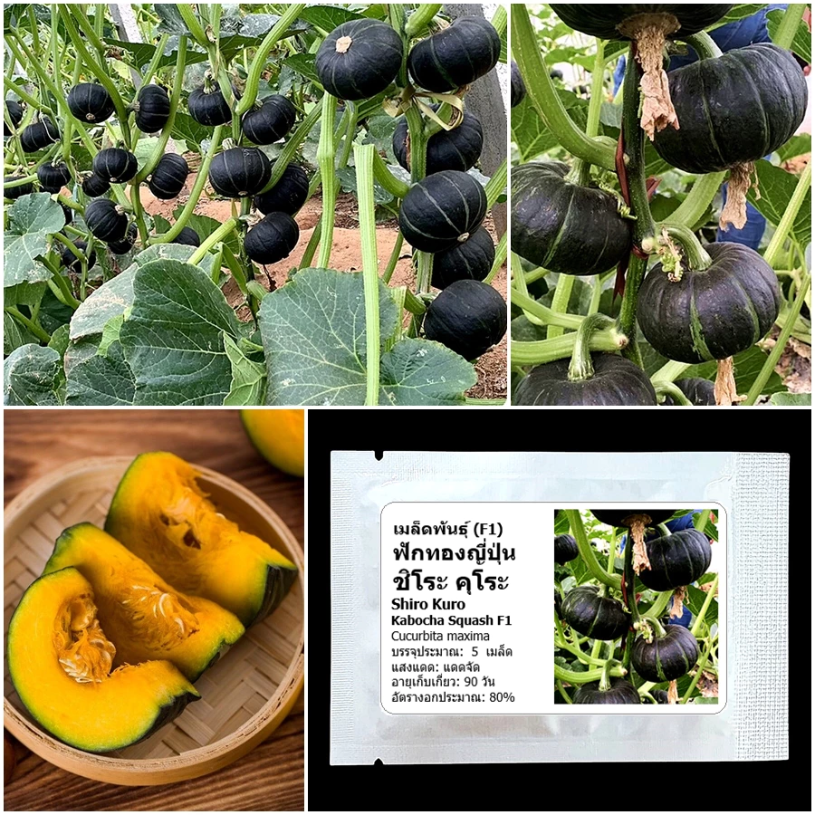 เมล็ดพันธุ์ ฟักทองญี่ปุ่น ชิโระคุโระ Shiro Kuro Kabocha Squash F1 Seed 5 เมล็ด คุณภาพดี ของแท้ 100%