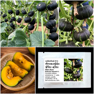 เมล็ดพันธุ์ ฟักทองญี่ปุ่น ชิโระคุโระ Shiro Kuro Kabocha Squash F1 Seed 5 เมล็ด คุณภาพดี ของแท้ 100%