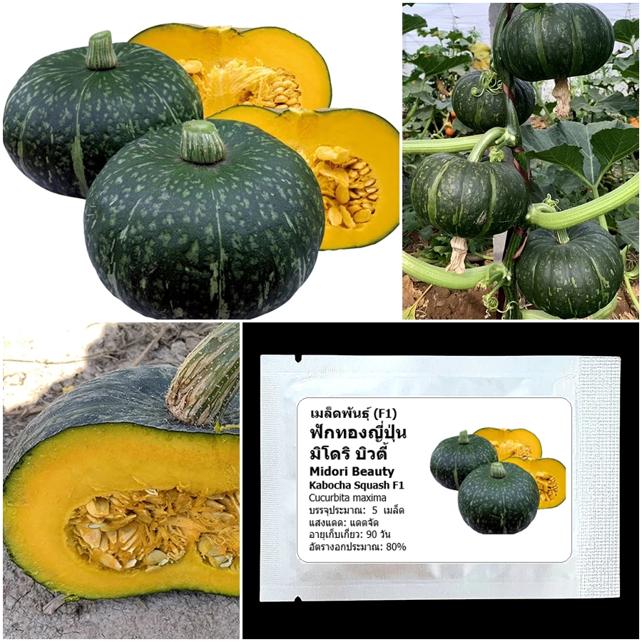 เมล็ดพันธุ์ ฟักทองญี่ปุ่น มิโดริบิวตี้ Midori Beauty Kabocha Squash F1 5 เมล็ด คุณภาพดี ของแท้ 100%