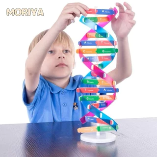 Ladybug โมเดล DNA ของเล่นวิทยาศาสตร์ เพื่อการเรียนรู้ สําหรับเด็ก Double Helix Human Genes DNA