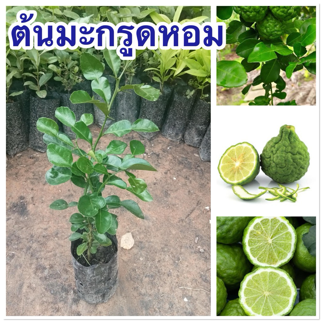 ต้นมะกรูดหอม แบบเพาะเมล็ด4ต้น80บาทต้นสวยๆพร้อมส่ง