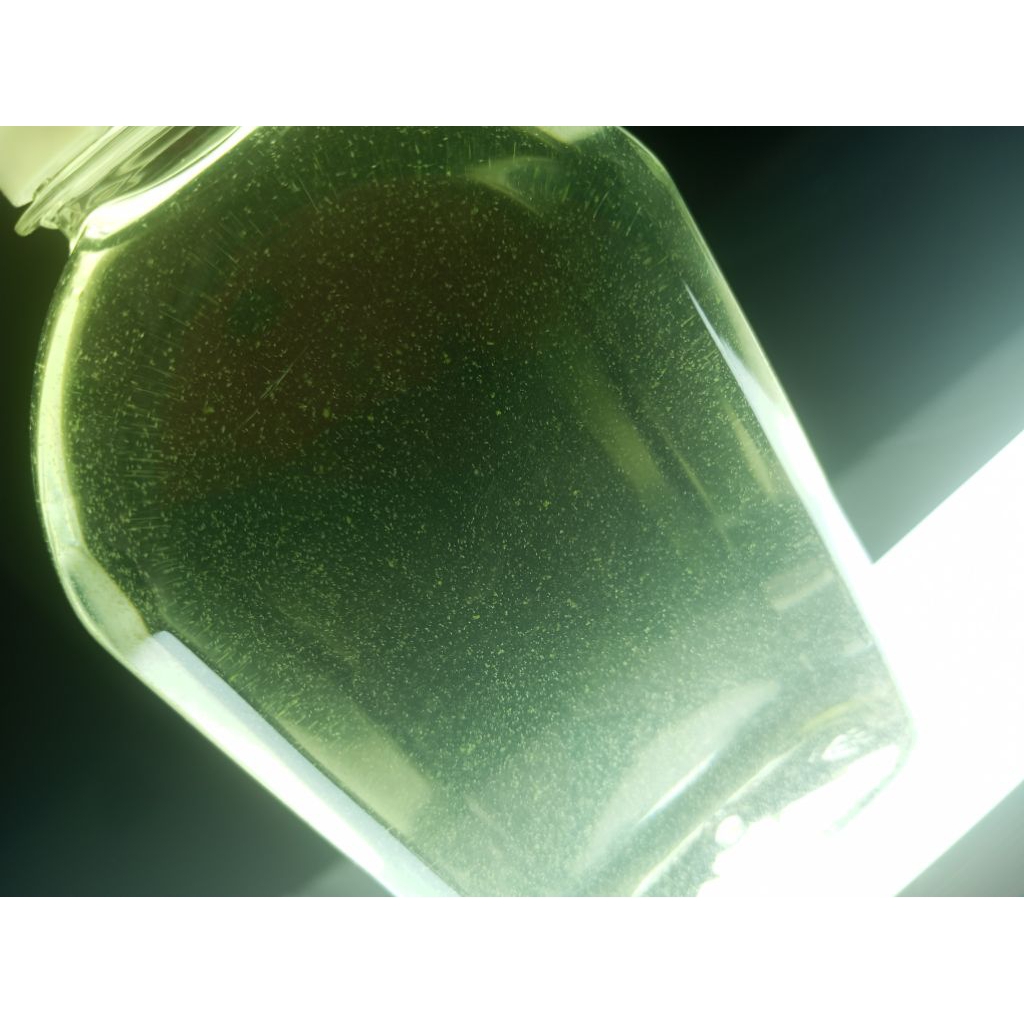 Live copepod โคพิพอดทะเลอัดแน่น  250 ml (แบบมีชีวิต)