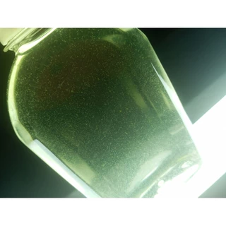 Live copepod โคพิพอดทะเลอัดแน่น 250 ml (แบบมีชีวิต)