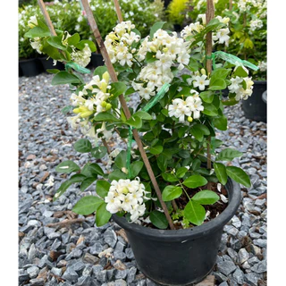 แก้วพวงดวงใจ ดอกเป็นพวงใหญ่ สวยและหอมมาก Murraya, Orange Jasmine