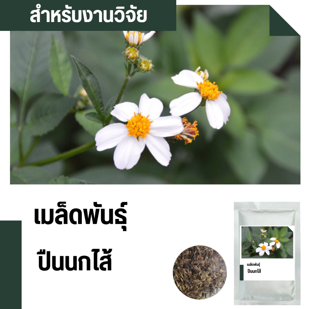 เมล็ดพันธุ์ปืนนกไส้ บรรจุ 2,000เมล็ด Bidens pilosa