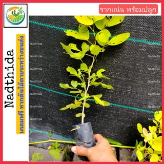 ต้นทองนพเกล้า หรือต้นชะแนบทอง ต้นไม้สวย ต้นไม้มงคล