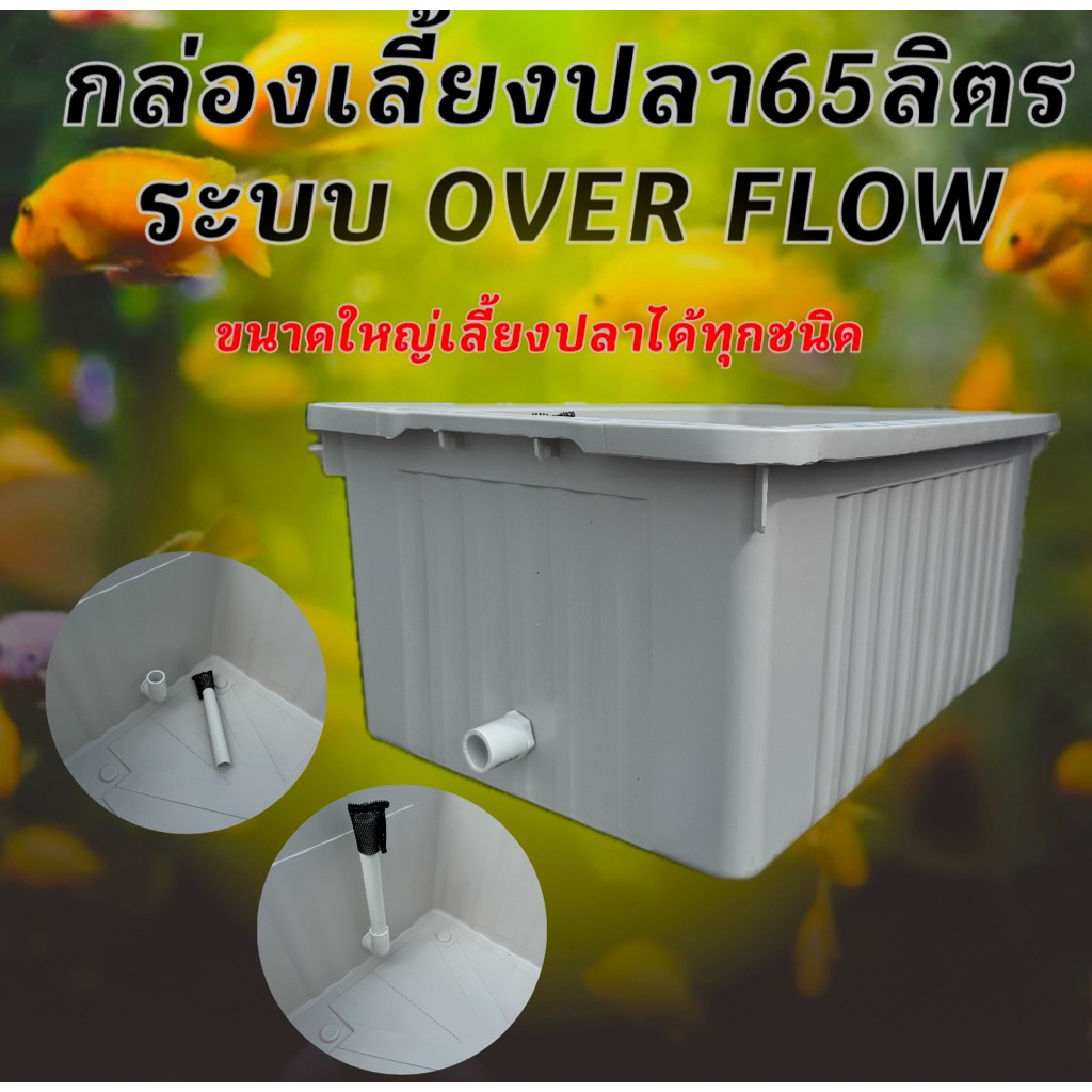 อ่างเลี้ยงปลา 65 ลิตร ( อ่างสีขาวครีม )  64x44x31ซ. ระบบoverflow สามารถปรับระดับน้ำ และถอดท่อเปลี่ยนน้ำได้ กะบะเลี้ยงปลา