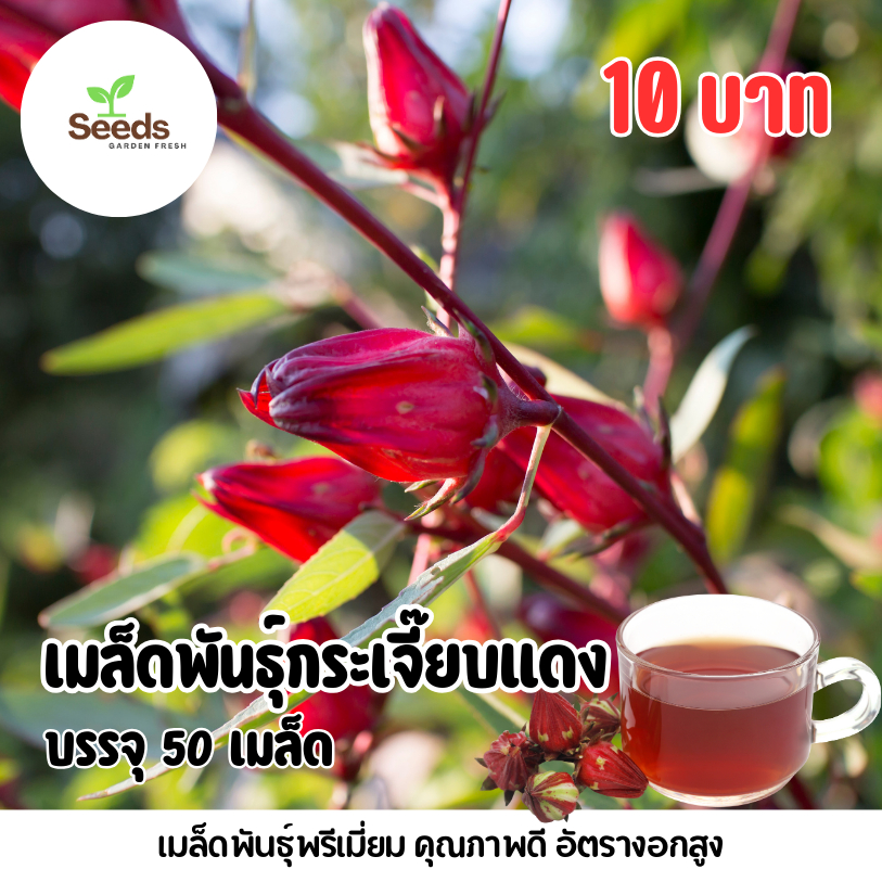 เมล็ดพันธุ์กระเจี๊ยบแดง บรรจุ 50 เมล็ด/ซอง