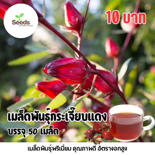 เมล็ดพันธุ์กระเจี๊ยบแดง บรรจุ 50 เมล็ด/ซอง