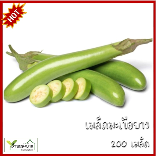 200 เมล็ด มะเขือยาว เมล็ดมะเขือยาว เมล็ดมะเขือยาวเขียว มะเขือยาว