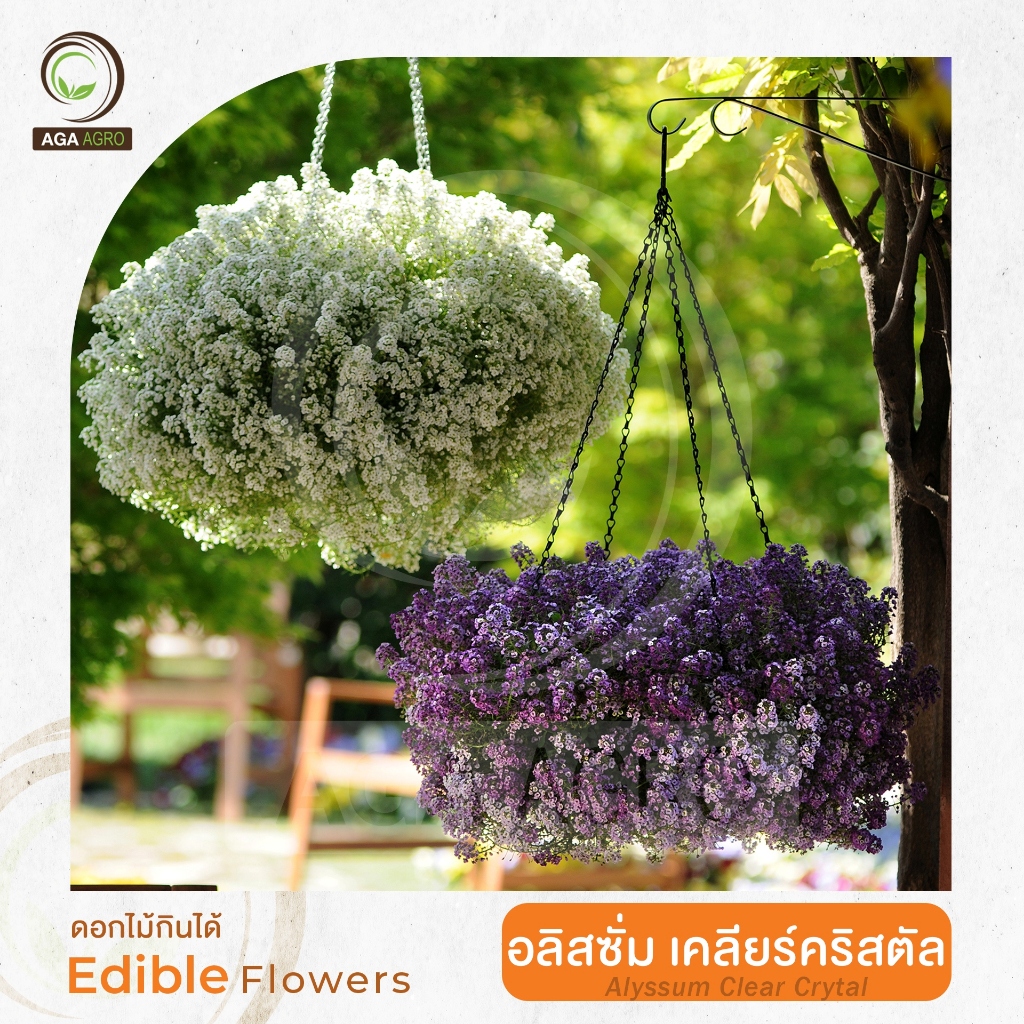 AGA AGRO I "อลิสซั่ม เคลียร์ คริสตัล" ดอกไม้กินได้ ดอกเล็ก-100เมล็ด-Alyssum Clear Crystal