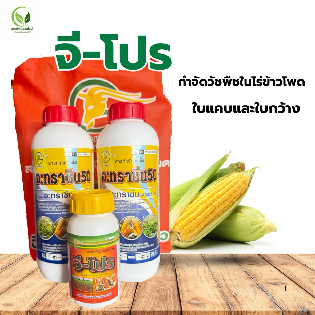 จีโปร ยากำจัดหญ้าในไร่ข้าวโพด คุม-ฆ่า ฉีดทับได้