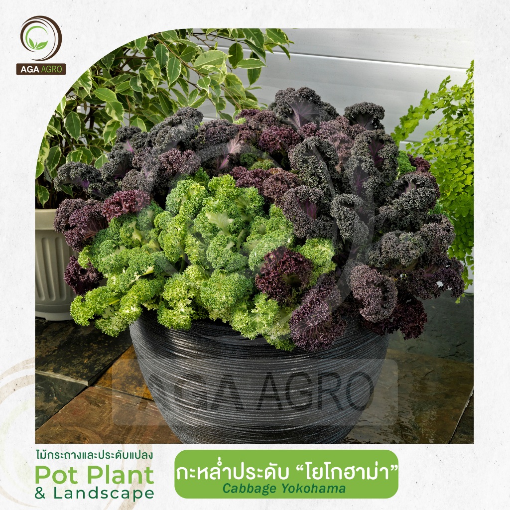 AGA AGRO I "กะหล่ำประดับ โยโกฮาม่า" หรือ เคลใบหยิก-100เมล็ด -Cabbage Yokohama