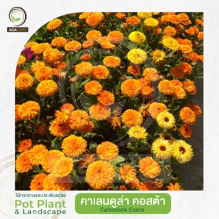 AGA AGRO I 'คาเลนดูล่า คอสต้า