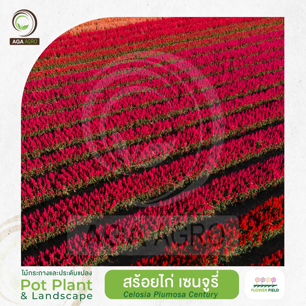 AGA AGRO I "สร้อยไก่ เซ็นจูรี่" ทุ่งดอกไม้สุดฮอท-100เมล็ด -Celosia Plusmosa Century