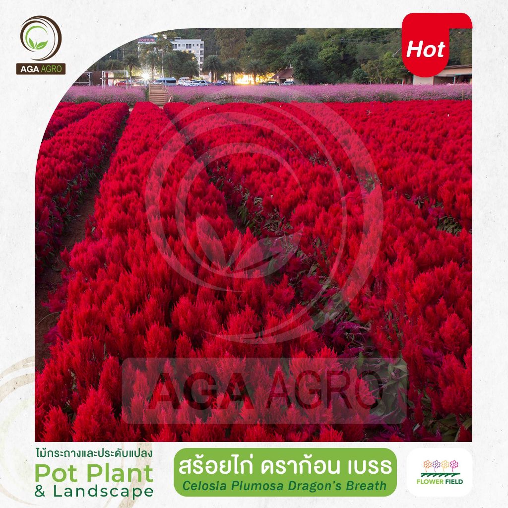 AGA AGRO I "สร้อยไก่ ดราก้อนเบรธ"สีแดงเข้ม ช่อดอกฟูยาว ทนร้อน-50&100เมล็ด-Celosia Dragon's Breath