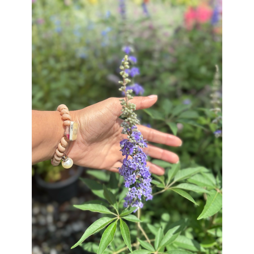 ต้นไวเท็กซ์ #Chaste Berry #ไวเท๊กซ์ แอกนัส แคสตัส #Vitex) (Vitex Agnus-Castus)