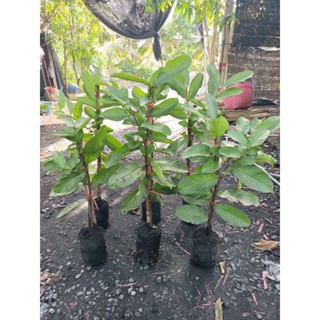 ต้นฝรั่งไส้แดง หงจ้วนสือ(ผลกลม) (ต้นจากกิ่งตอนชำแล้วพร้อมปลู…