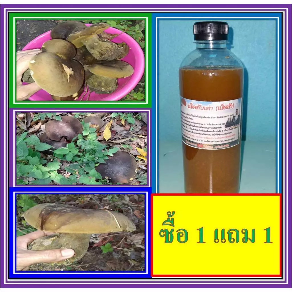 เชื้้อเห็ดตับเต่า ซื้อ 1 แถม 1 ขวด ขนาด 500 มล. เชื้อเห็ดเข้มข้นนำไปลงเพาะกับรากต้นไม้
