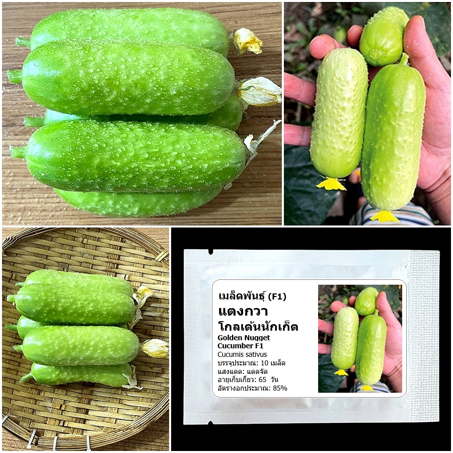 เมล็ดพันธุ์ แตงกวา โกลเด้นนักเก็ต  Golden Nugget Cucumber F1 Seed 10 เมล็ด คุณภาพดี ของแท้ 100%