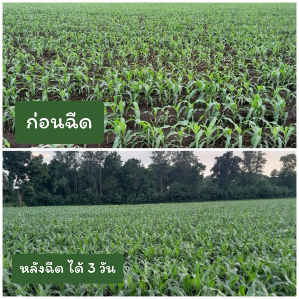 1แถม2 อะโธเนีย 10กรัม [30-60 ไร่] อาหารเสริมพืชทางใบ เร่งราก เร่งต้น เร่งดอก เพิ่มแป้ม เพิ่มน้ำตาล ราคา ถูกที่สุด ดีลบีเคเค แกลเลอรีภาพที่ 6