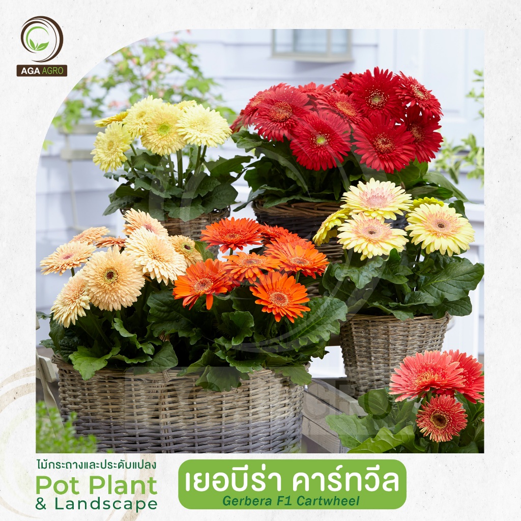 AGA AGRO I "เยอบีร่า คาร์ทวีล" ต้นเตี้ย ดอกกึ่งซ้อน สีแปลกตา-20&100เมล็ด-Gerbera Carrwheel