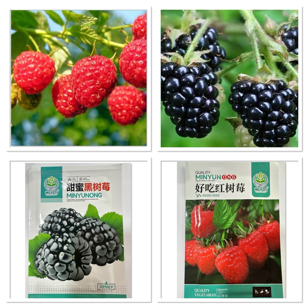 เมล็ดพันธุ์ ราสเบอร์รี่ Raspberry / แบล็คเบอร์รี่ Black Berry บรรจุ 20 - 200 เมล็ด